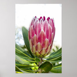 King Protea Pink Poster Print
