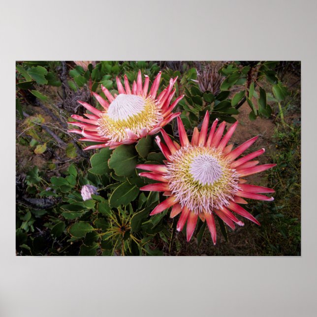 King Protea (Protea Cynaroides), Helderberg Poster (Vorne)