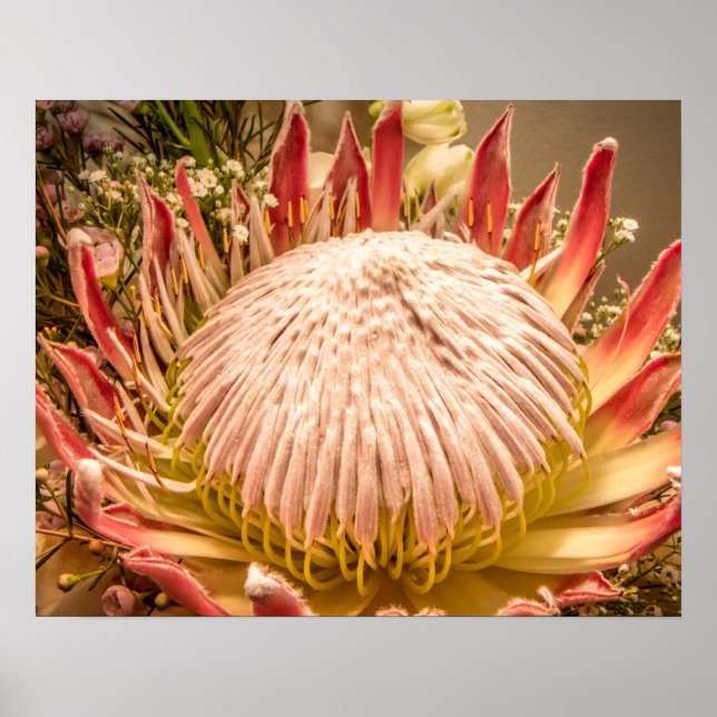 King Protea von Südafrika Poster (Vorne)