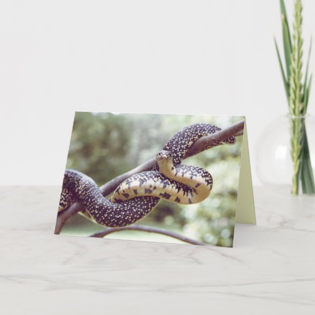 King Snake Card Karte (Vorderseite)