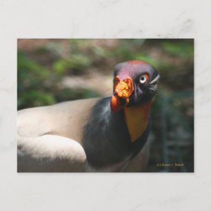 King Vulture bird geschlossen Sarcoramphus papa Postkarte