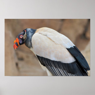 King Vulture Poster