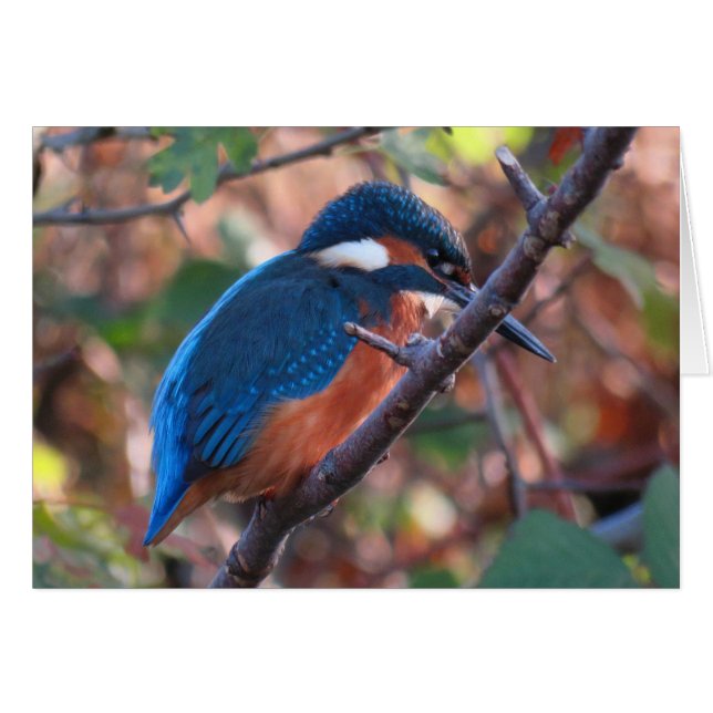 Kingfisher (Vorderseite (Horizontal))