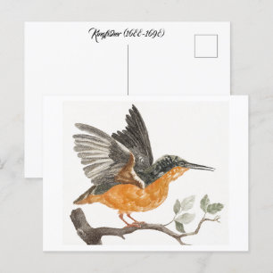 Kingfisher (1688-1698) von Johan Teyler (1648-1709 Postkarte