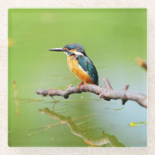 Kingfisher auf einem toten Zweig am See Glasuntersetzer