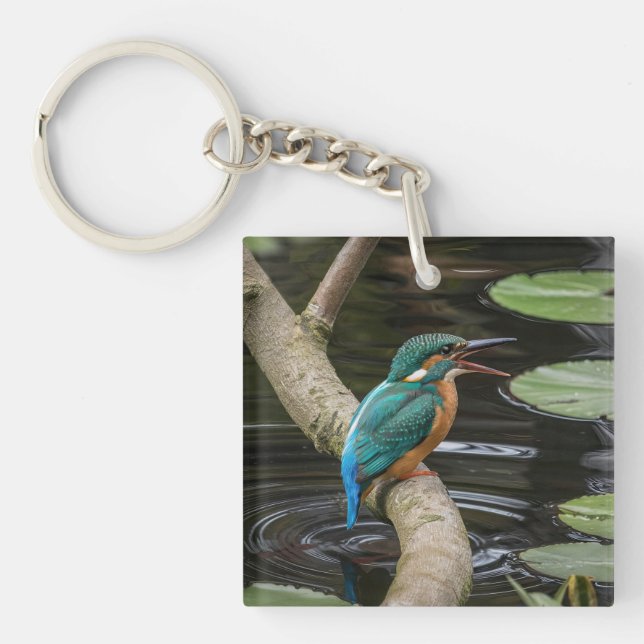 Kingfisher Bird (Devant)
