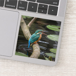 Kingfisher Bird Aufkleber
