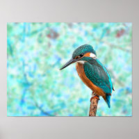 Kingfisher Bird Blue Abstrakt
