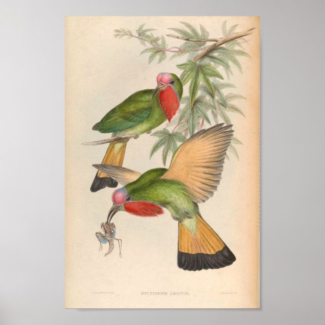Kingfisher Bird Nyctiornis Amictus Vintag Bird Poster (Vorne)