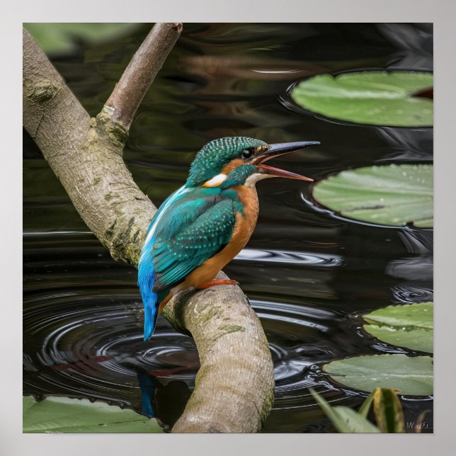 Kingfisher Bird Poster (Vorne)
