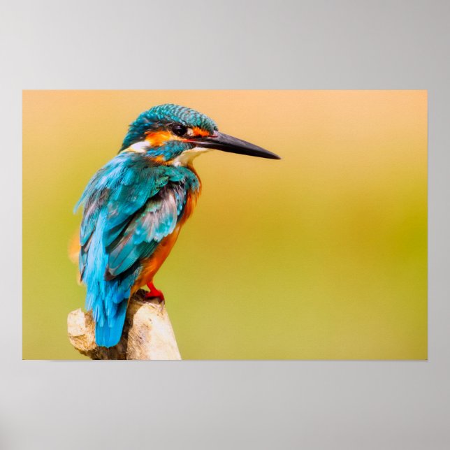 Kingfisher Bird Wildlife Closeup Foto Poster (Vorne)