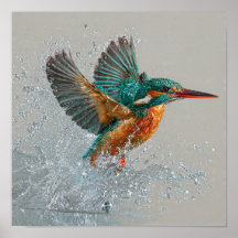 Kingfisher Dive - Lebhafte Vogeljagd im klaren Wal
