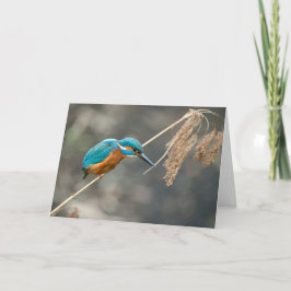Kingfisher-Fischerei auf Schilf Karte