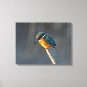 Kingfisher Leinwanddruck