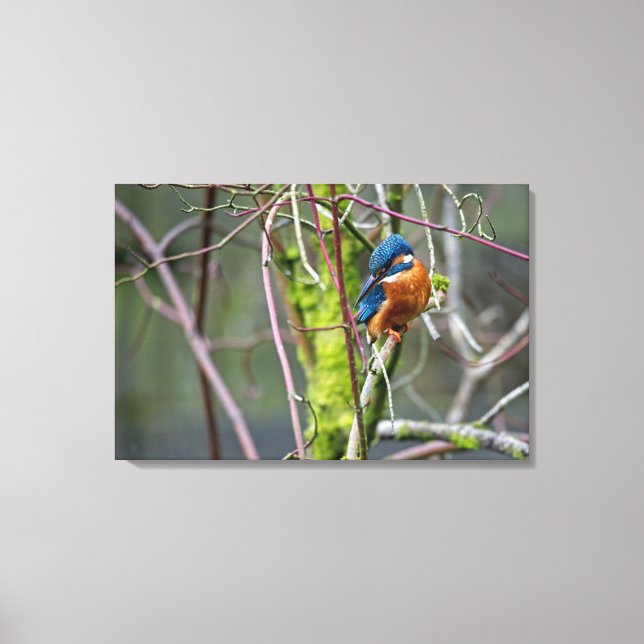 Kingfisher Leinwanddruck (Vorderseite)
