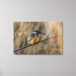 Kingfisher Leinwanddruck