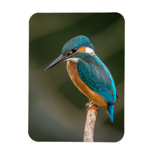 KIngfisher Magnet