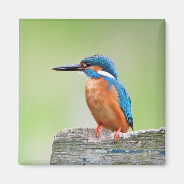 Kingfisher Magnet (Vorne)