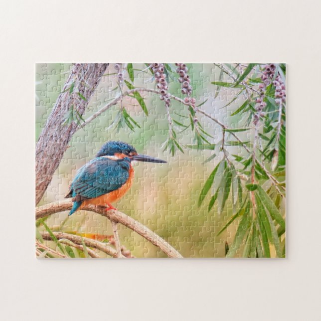Kingfisher Natural Bird Wildlife Animal Trees (Horizontal)