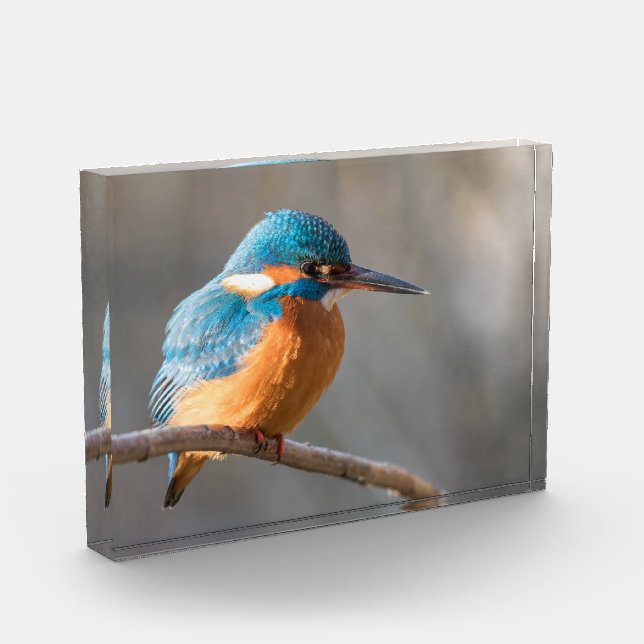 Kingfisher Nature Foto (Links)