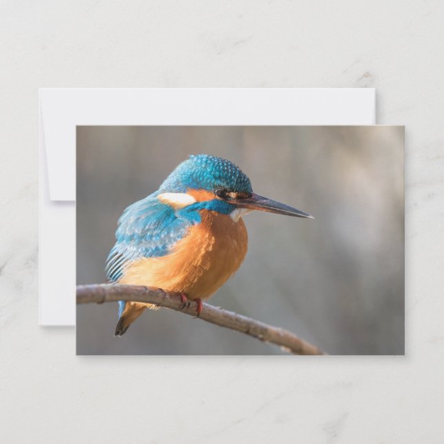 Kingfisher Nature Foto Card (Vorderseite)