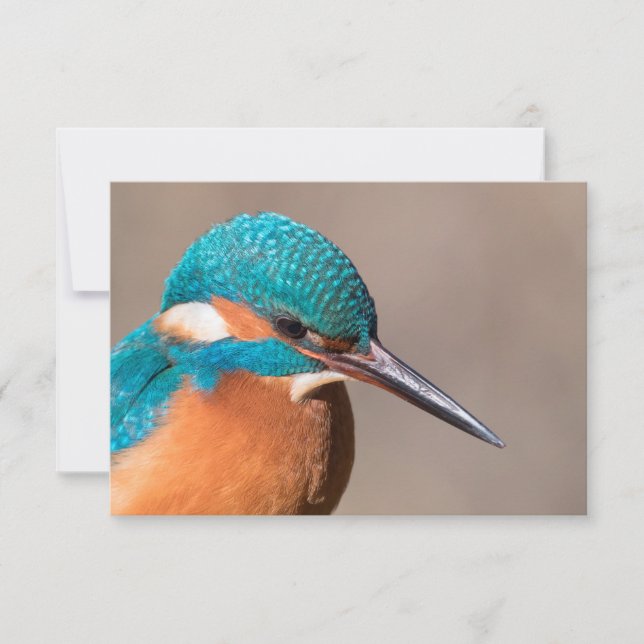 Kingfisher Nature Foto Card (Vorderseite)