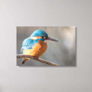Kingfisher Nature Foto Leinwanddruck
