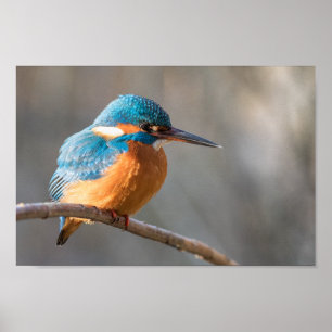 Kingfisher Nature Foto Poster