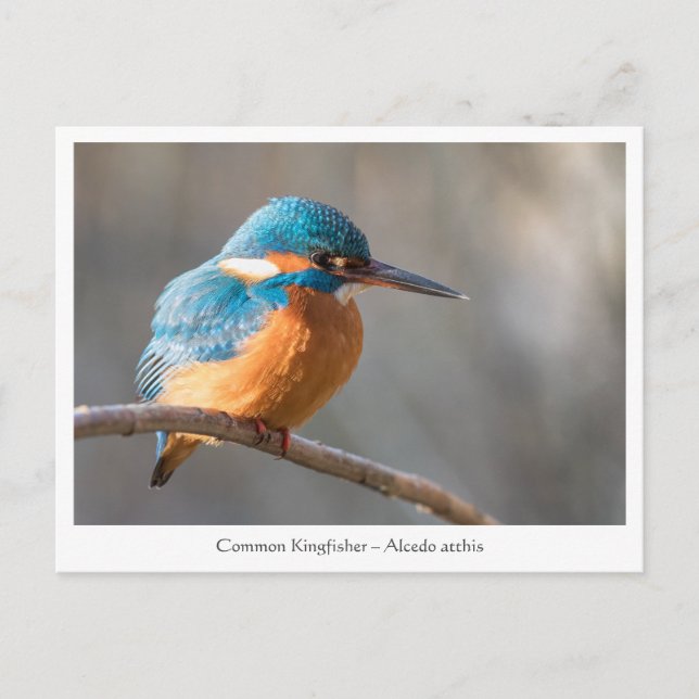 Kingfisher Nature Foto Postkarte (Vorderseite)