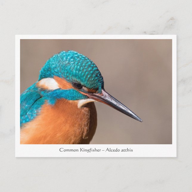 Kingfisher Nature Foto Postkarte (Vorderseite)