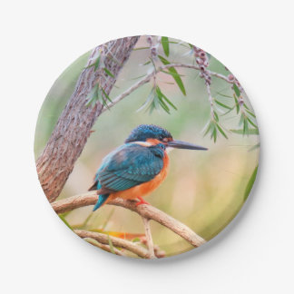 Kingfisher Perched auf Branch Pappteller