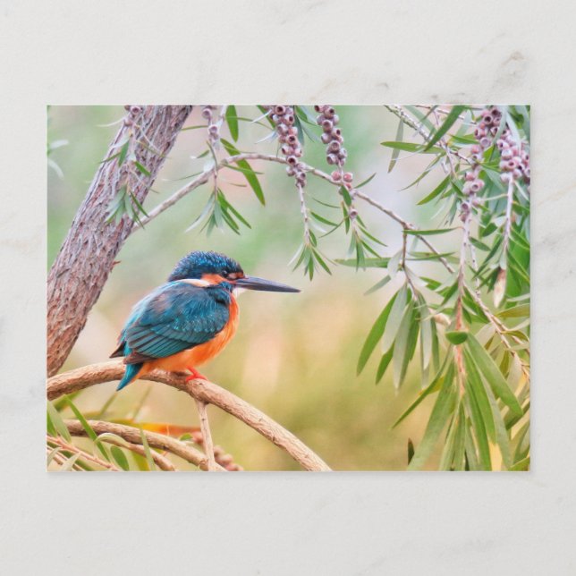 Kingfisher Perched auf Branch Postkarte (Vorderseite)