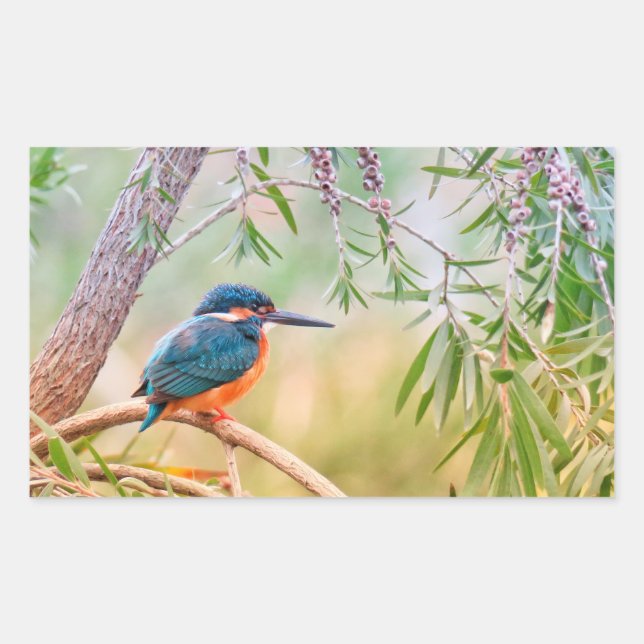 Kingfisher Perched auf Branch Rechteckiger Aufkleber (Vorderseite)