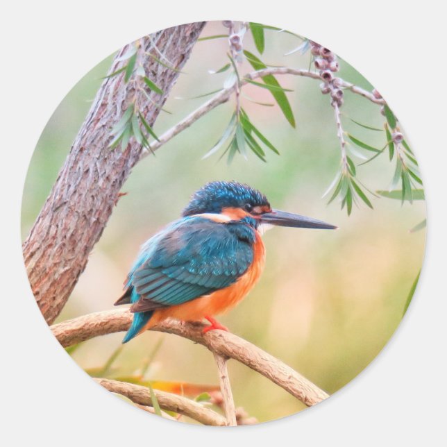 Kingfisher Perched auf Branch Runder Aufkleber (Vorderseite)