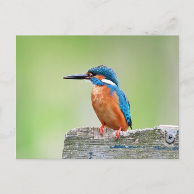 Kingfisher Postkarte (Vorderseite)