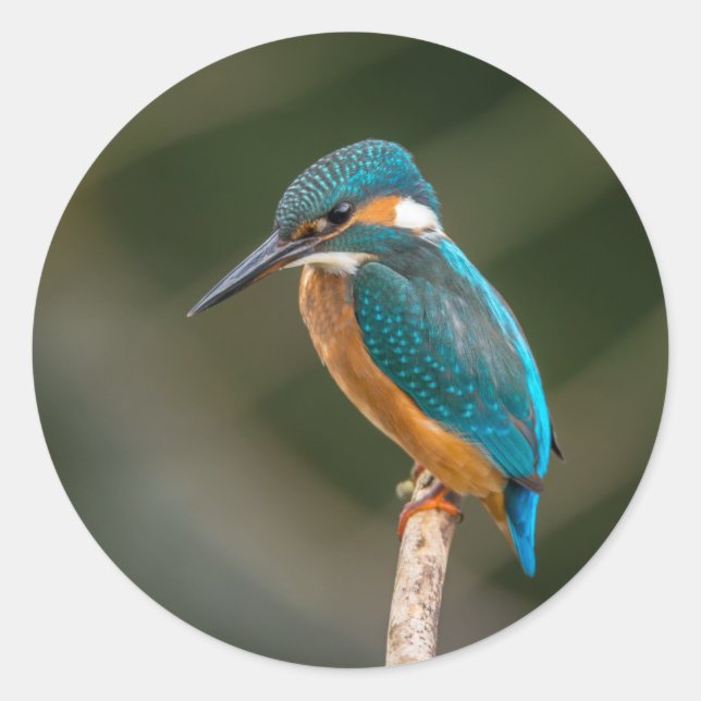 Kingfisher Runder Aufkleber (Vorderseite)