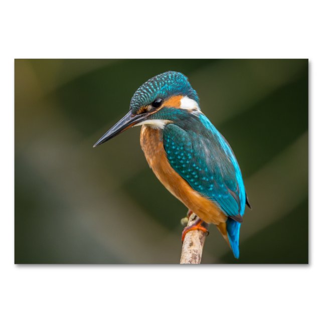 Kingfisher Tischnummer (Vorderseite)