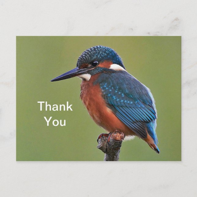 Kingfisher Vielen Dank Postcard Postkarte (Vorderseite)