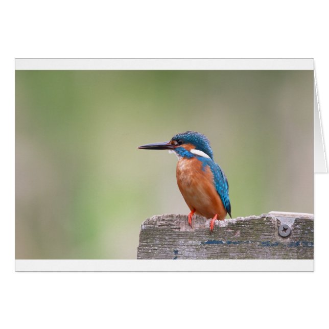 Kingfisher-Vogel. (Vorderseite (Horizontal))