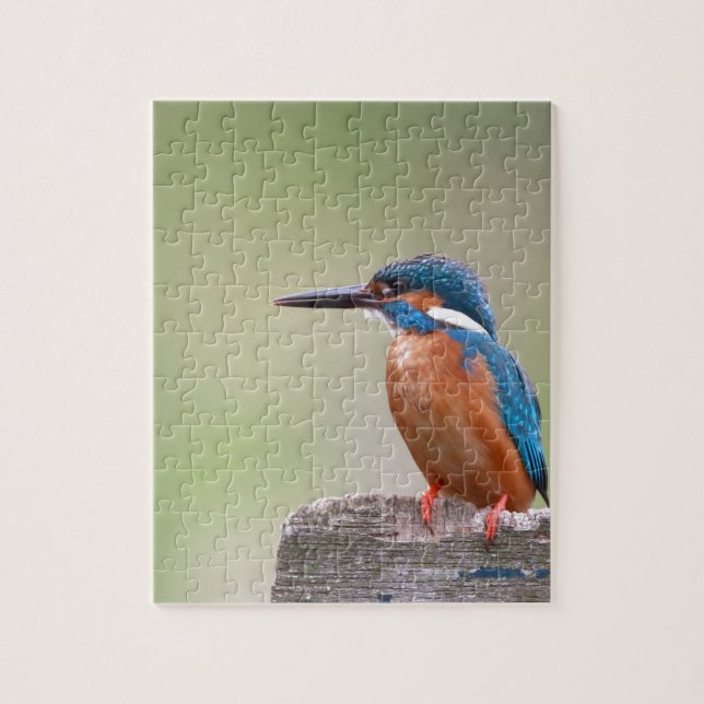 Kingfisher-Vogel. (Vertikal)