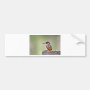 Kingfisher-Vogel. Autoaufkleber
