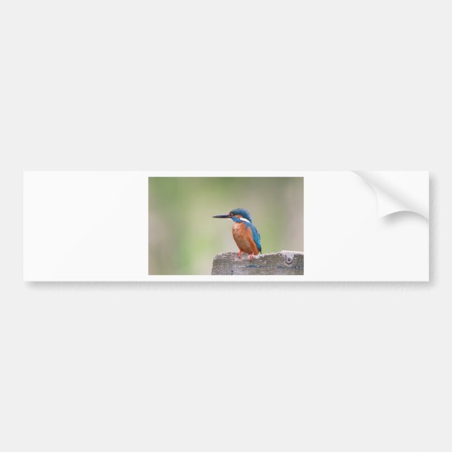 Kingfisher-Vogel. Autoaufkleber (Vorne)