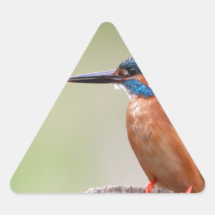 Kingfisher-Vogel. Dreieckiger Aufkleber
