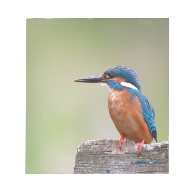Kingfisher-Vogel. Notizblock (Vorderseite)