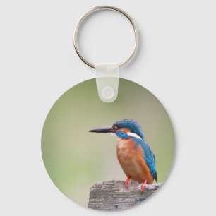 Kingfisher-Vogel. Schlüsselanhänger