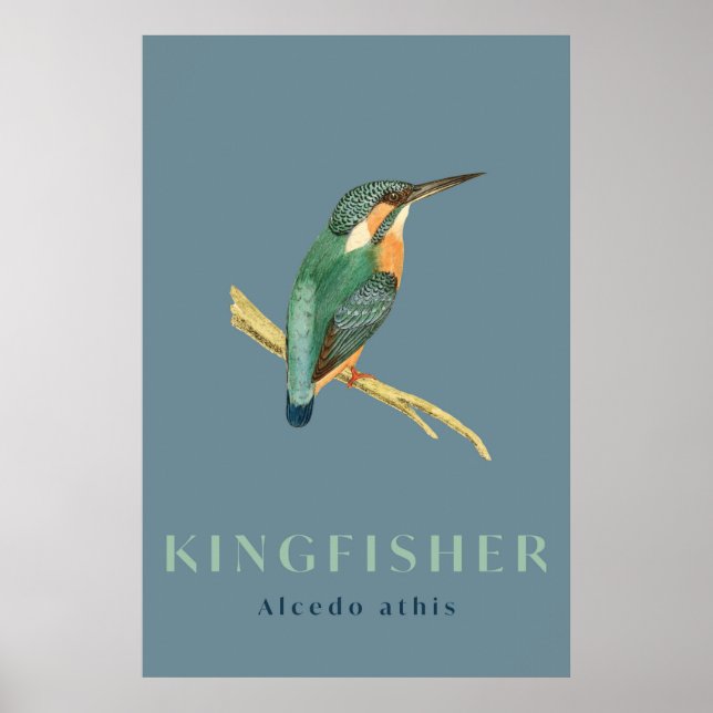 Kingfisher Vogel Vintage Poster (Vorne)