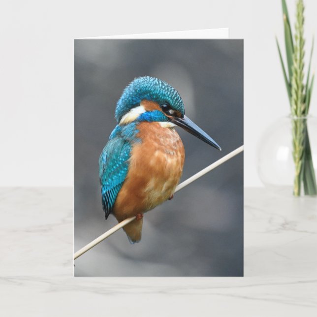 Kingfisher wartete. karte (Vorderseite)