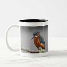 Kingfisher