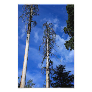 Kings Canyon National Park Fotodruck