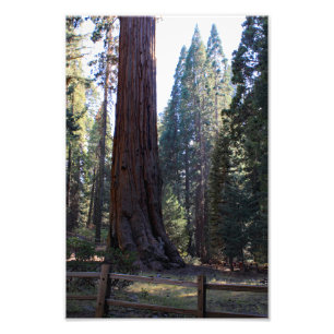 Kings Canyon National Park Fotodruck